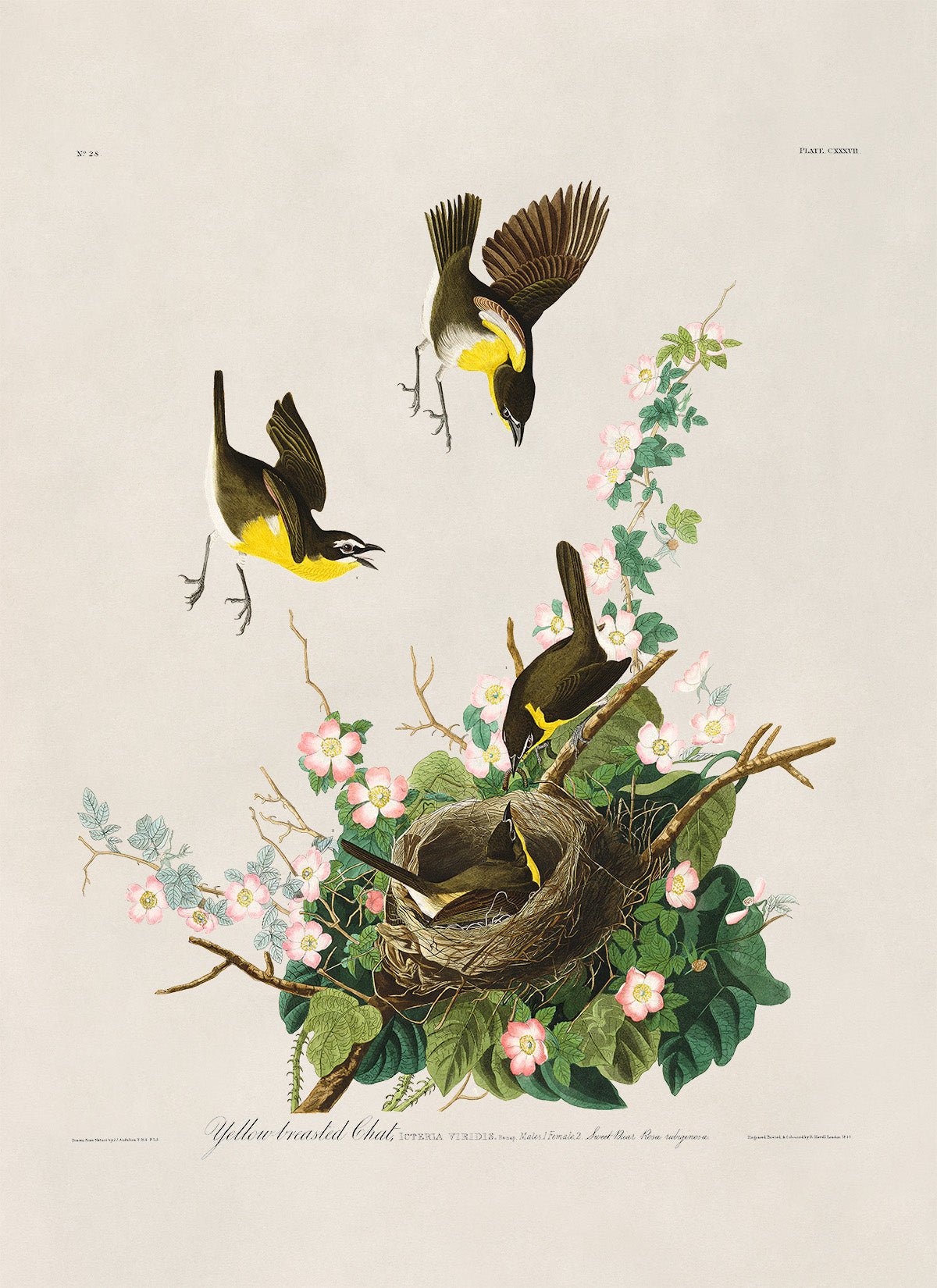 Yellow Breasted Chat Bird Print, Vintage Style Audubon Birds Of America Illustration, AOB138