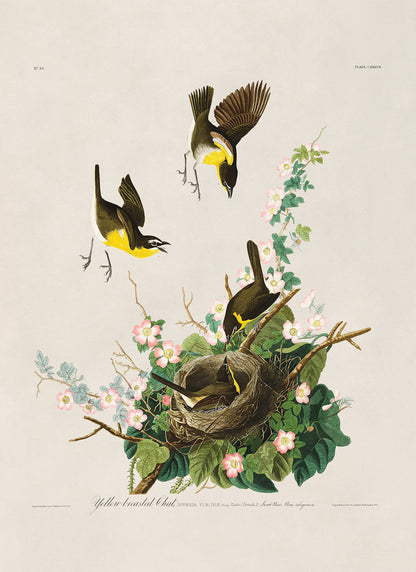 Yellow Breasted Chat Bird Print, Vintage Style Audubon Birds Of America Illustration, AOB138