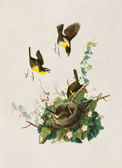 Yellow Breasted Chat Bird Print, Vintage Style Audubon Birds Of America Illustration, AOB138