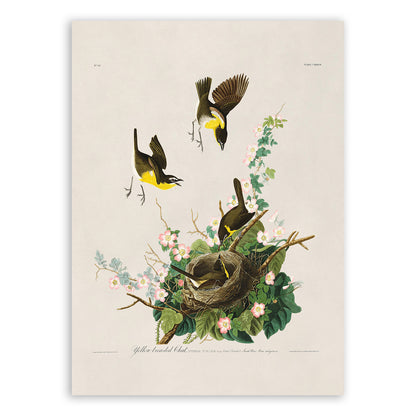 Yellow Breasted Chat Bird Print, Vintage Style Audubon Birds Of America Illustration, AOB138