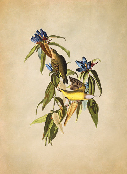 Connecticut Warbler Bird Print, Vintage Style Audubon Birds Of America Illustration, AOB139