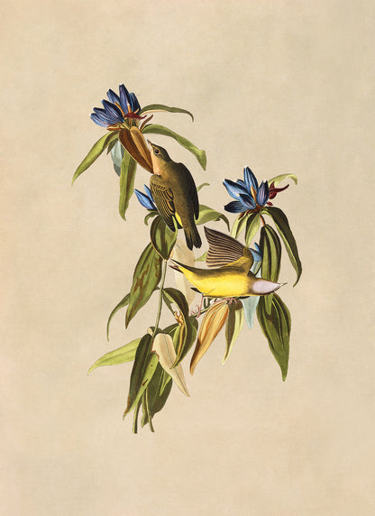 Connecticut Warbler Bird Print, Vintage Style Audubon Birds Of America Illustration, AOB139