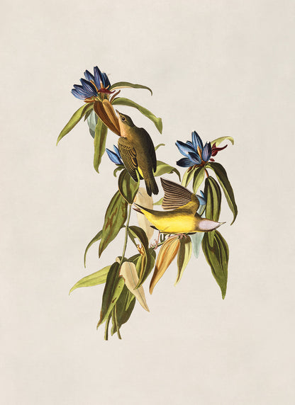 Connecticut Warbler Bird Print, Vintage Style Audubon Birds Of America Illustration, AOB139