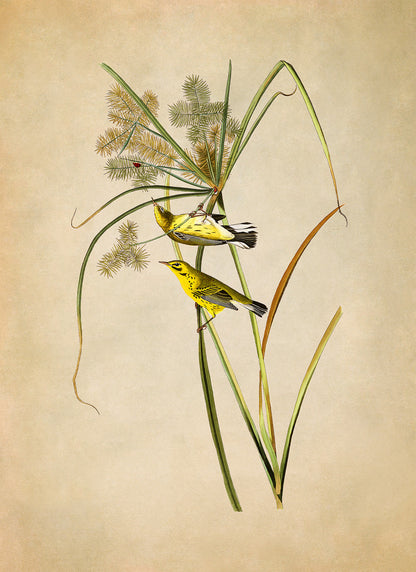 Palm Warbler Bird Print, Vintage Style Audubon Birds Of America Illustration, AOB14