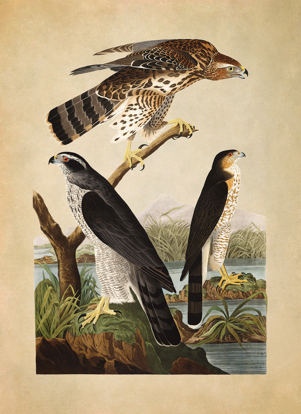 Northern Goshawk And Stanley Hawk Print, Vintage Style Audubon Birds Of America Illustration, AOB141