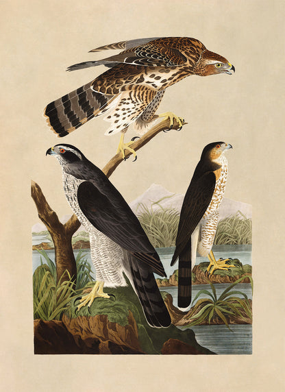 Northern Goshawk And Stanley Hawk Print, Vintage Style Audubon Birds Of America Illustration, AOB141