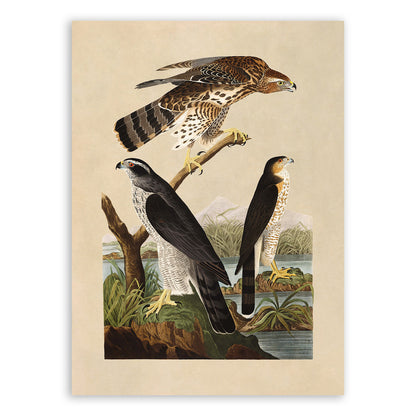 Northern Goshawk And Stanley Hawk Print, Vintage Style Audubon Birds Of America Illustration, AOB141