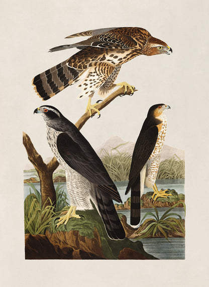 Northern Goshawk And Stanley Hawk Print, Vintage Style Audubon Birds Of America Illustration, AOB141