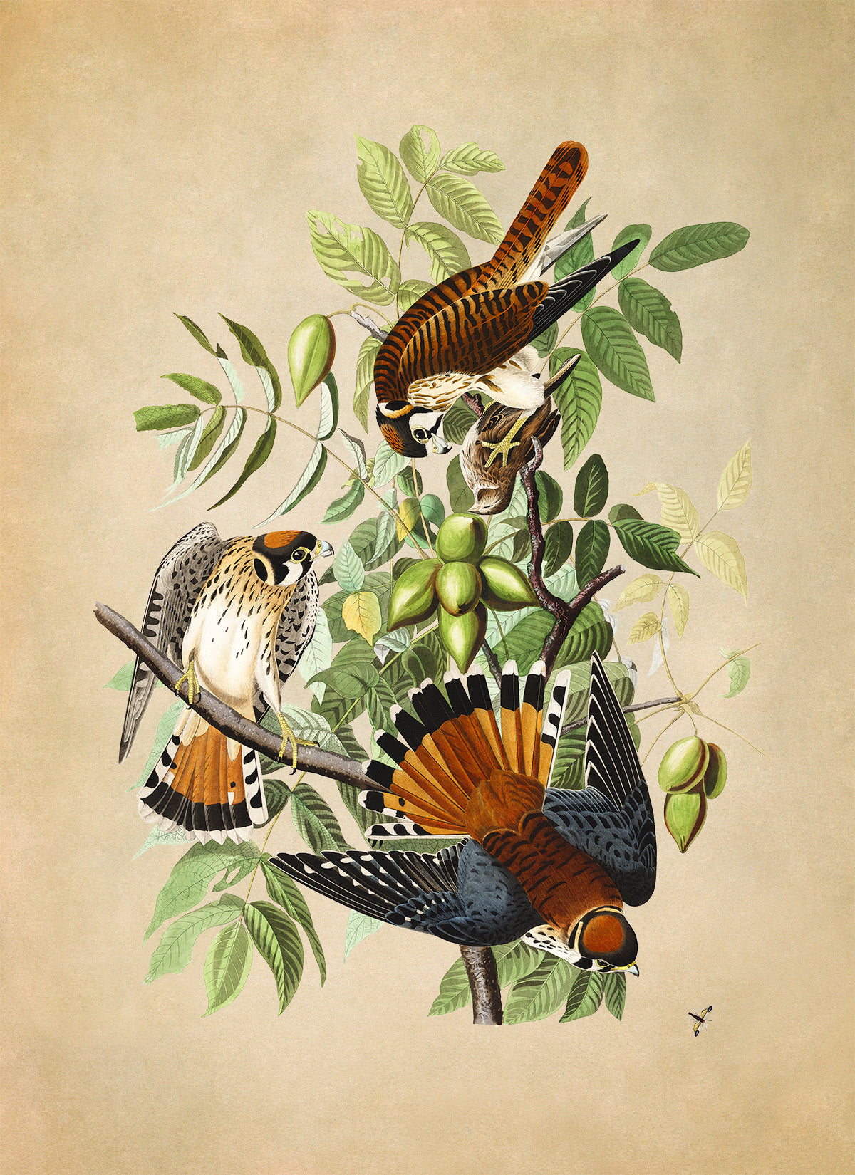 American Kestrel Falcon Print, Vintage Style Audubon Birds Of America Illustration, AOB142