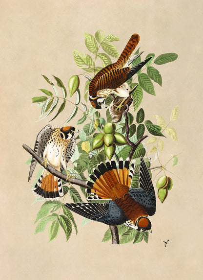 American Kestrel Falcon Print, Vintage Style Audubon Birds Of America Illustration, AOB142