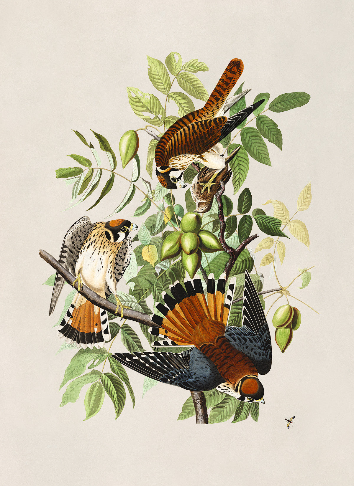 American Kestrel Falcon Print, Vintage Style Audubon Birds Of America Illustration, AOB142