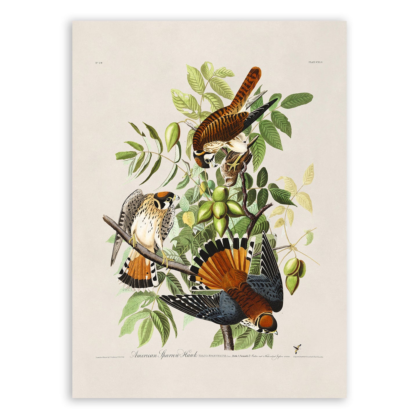 American Kestrel Falcon Print, Vintage Style Audubon Birds Of America Illustration, AOB142