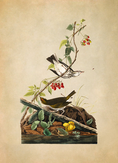 Ovenbird Print, Vintage Style Audubon Birds Of America Illustration, AOB143