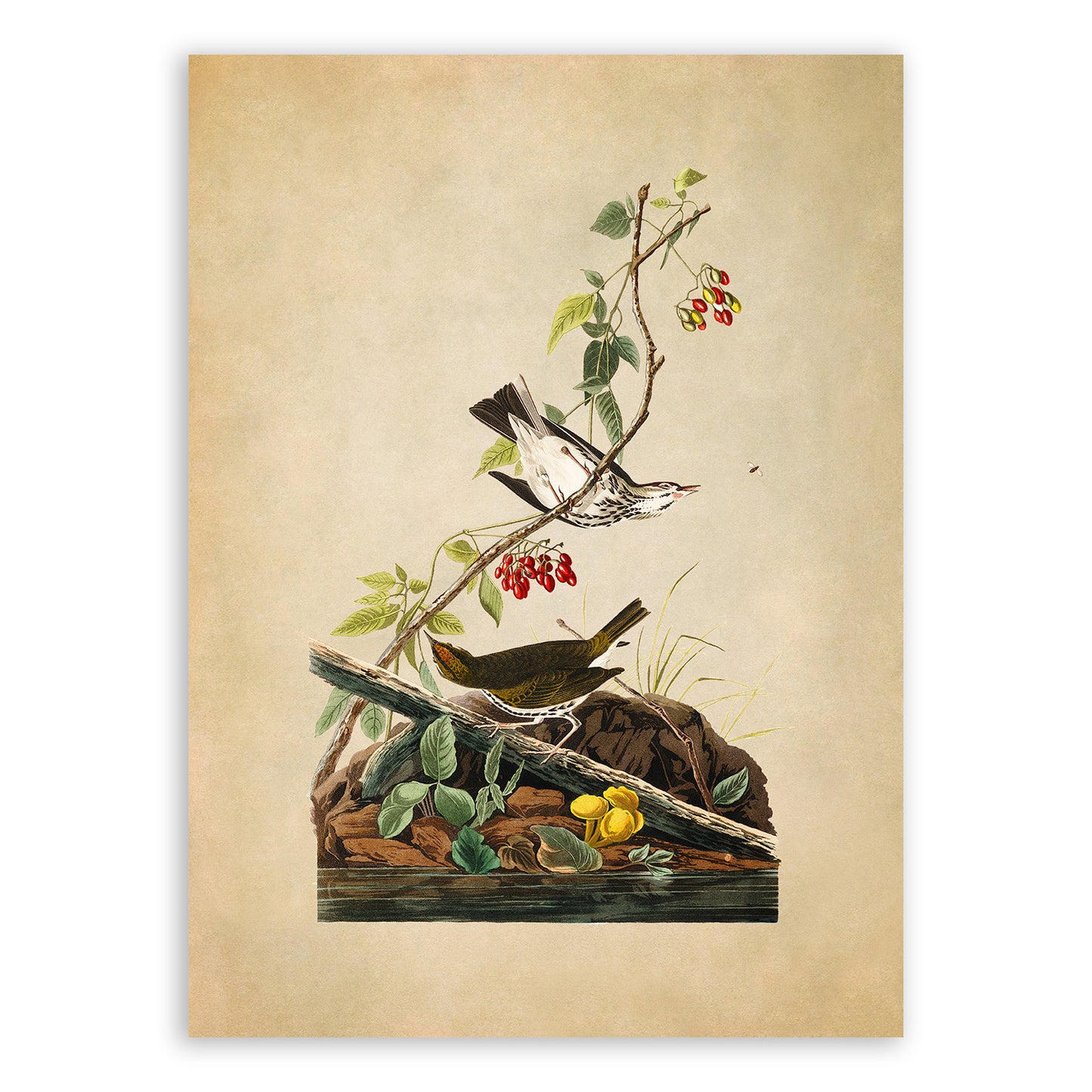 Ovenbird Print, Vintage Style Audubon Birds Of America Illustration, AOB143