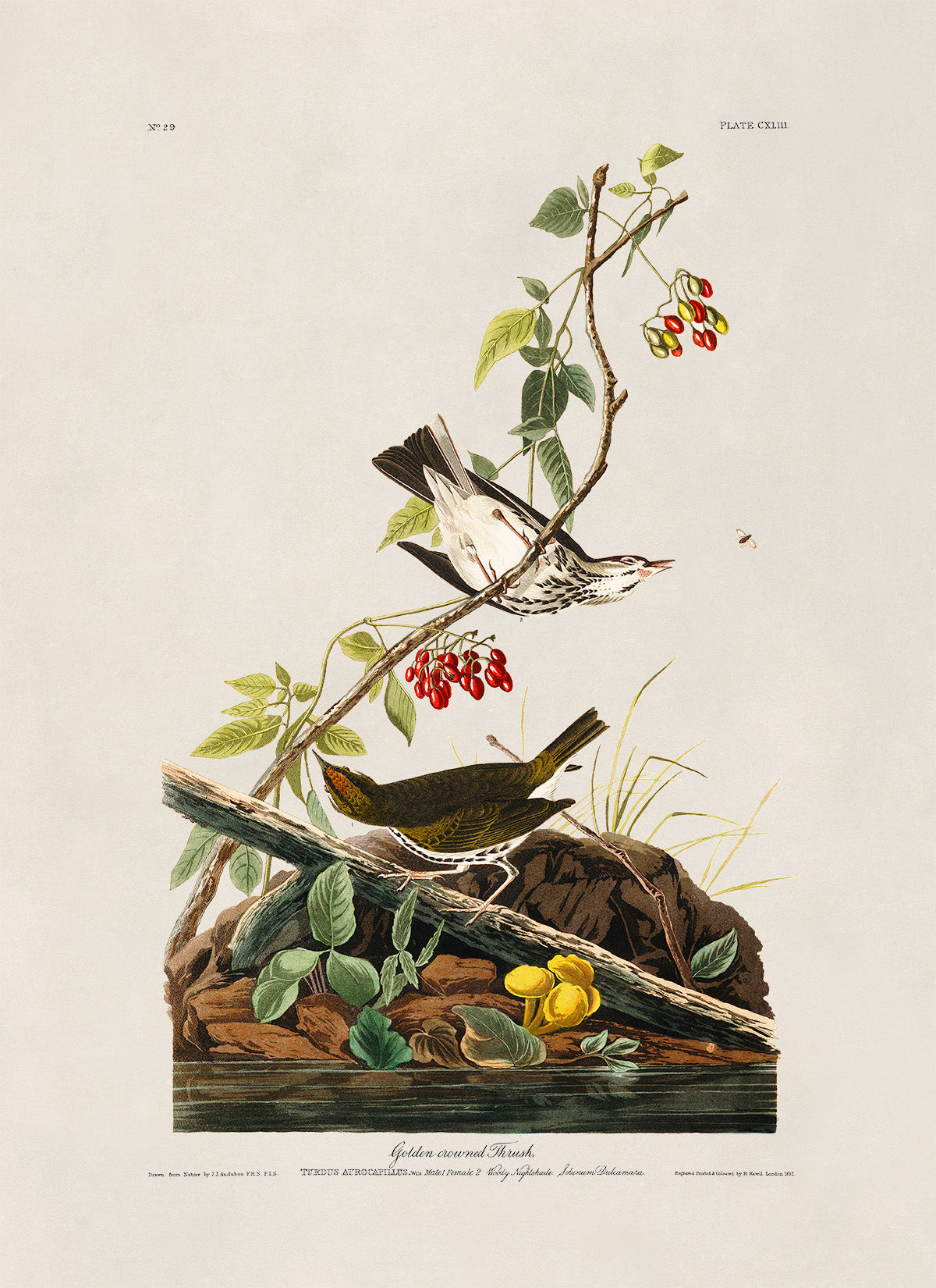 Ovenbird Print, Vintage Style Audubon Birds Of America Illustration, AOB143