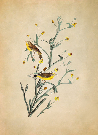 Palm Warbler Bird Print, Vintage Style Audubon Birds Of America Illustration, AOB145