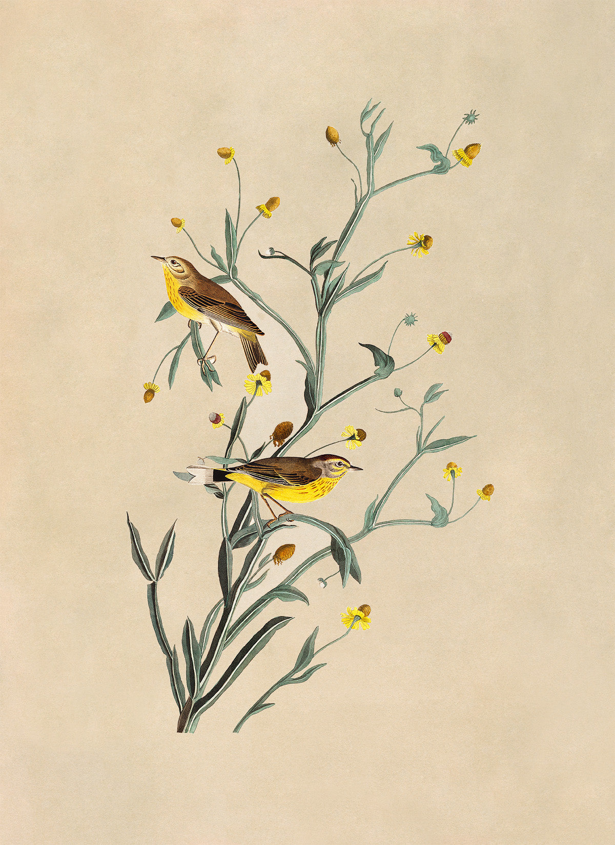 Palm Warbler Bird Print, Vintage Style Audubon Birds Of America Illustration, AOB145