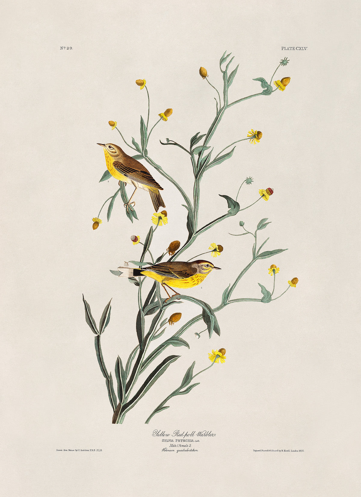 Palm Warbler Bird Print, Vintage Style Audubon Birds Of America Illustration, AOB145