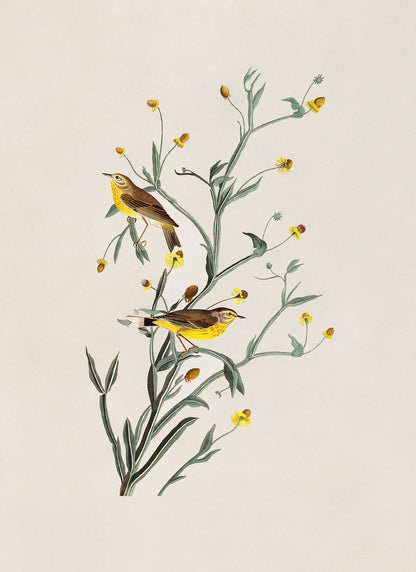 Palm Warbler Bird Print, Vintage Style Audubon Birds Of America Illustration, AOB145