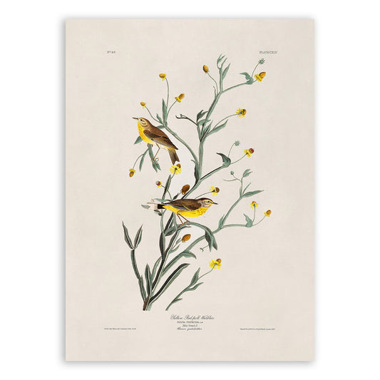 Palm Warbler Bird Print, Vintage Style Audubon Birds Of America Illustration, AOB145