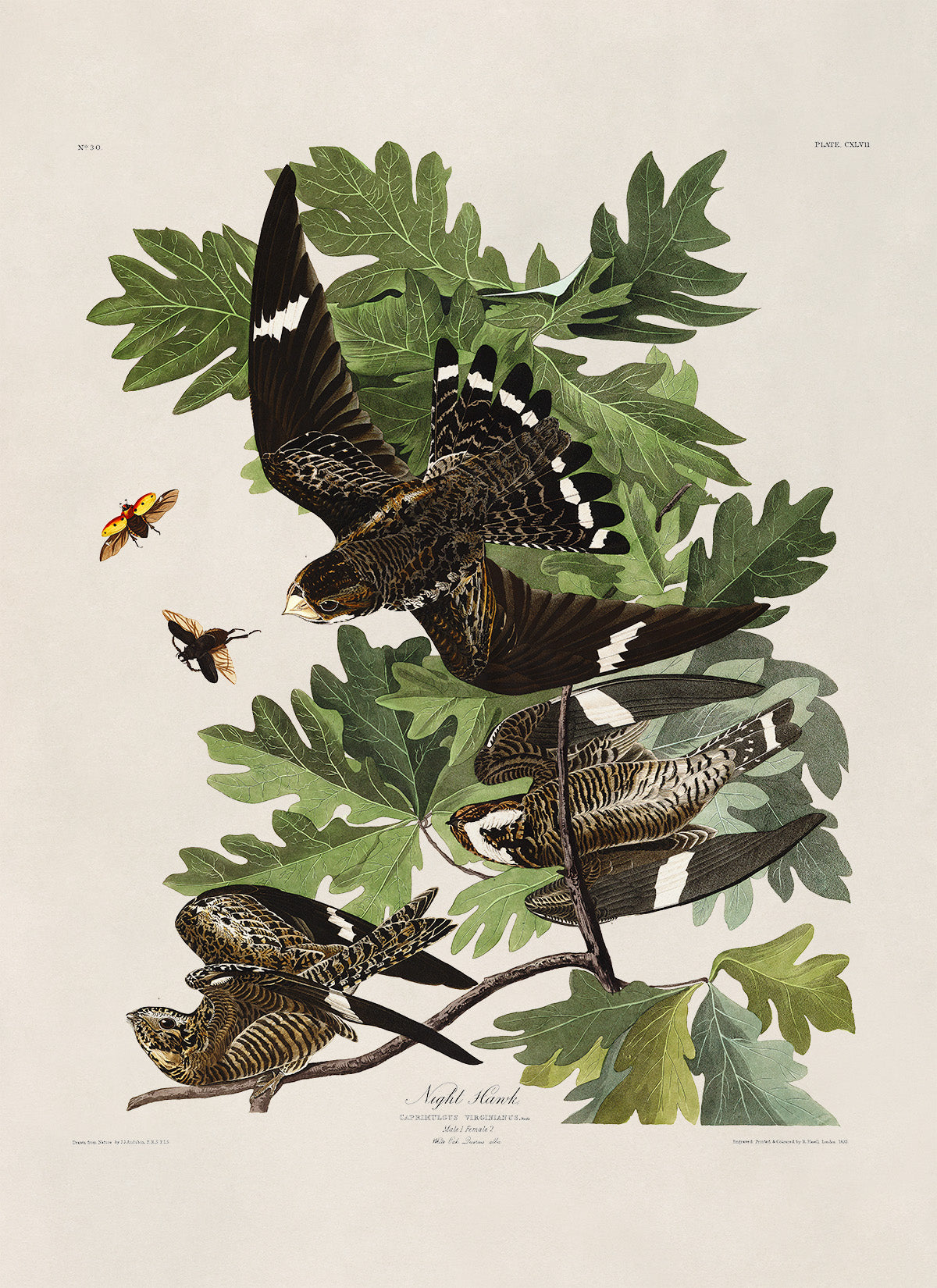 Common Nighthawk Bird Print, Vintage Style Audubon Birds Of America Illustration, AOB147