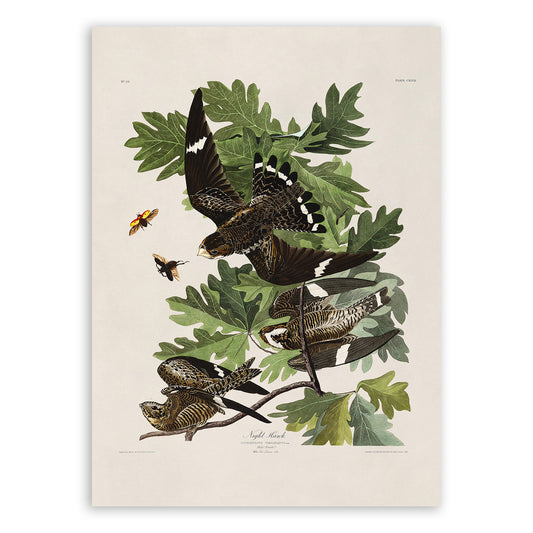 Common Nighthawk Bird Print, Vintage Style Audubon Birds Of America Illustration, AOB147