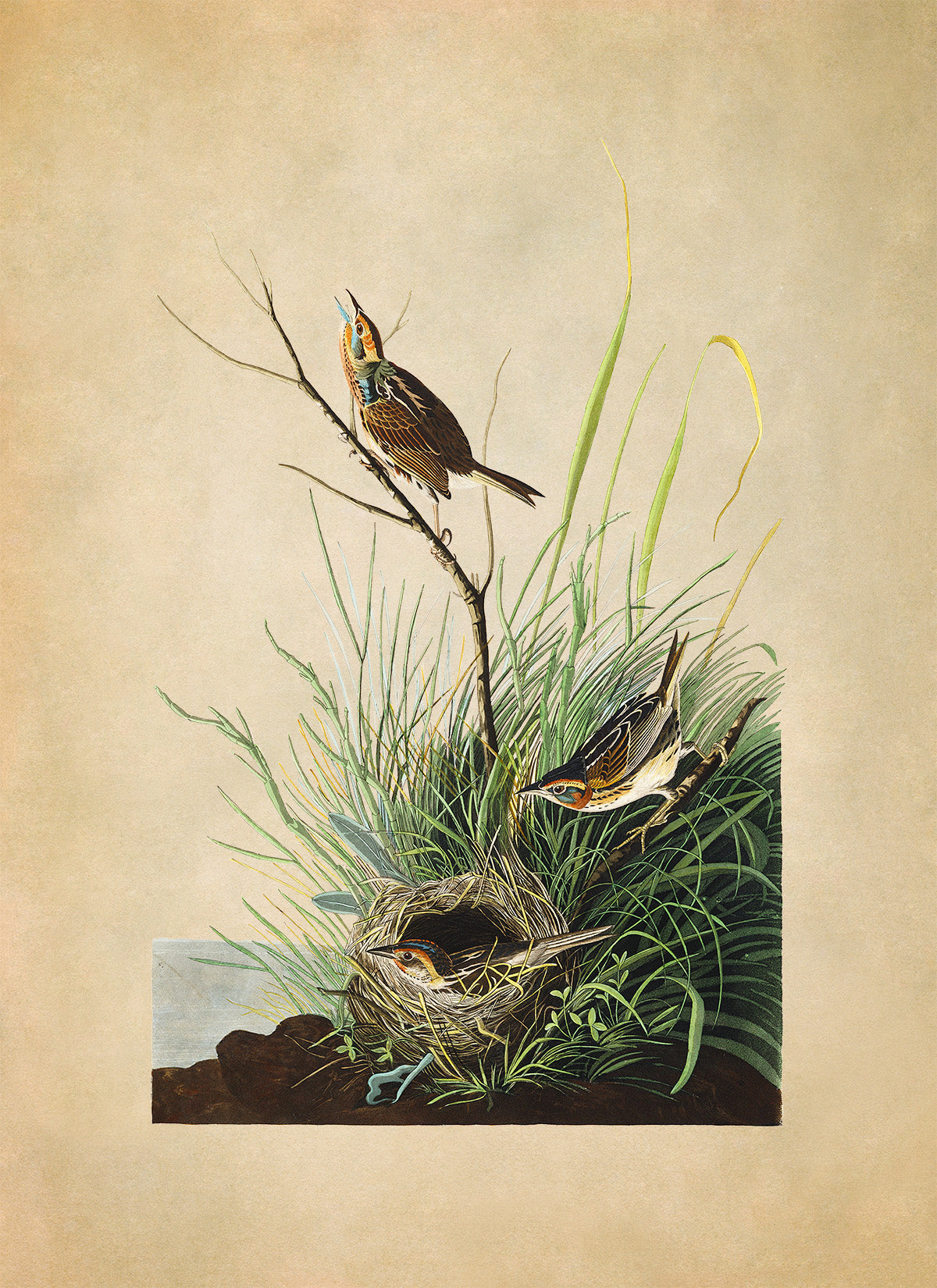 Saltmarsh Sparrow Bird Print, Vintage Style Audubon Birds Of America Illustration, AOB149