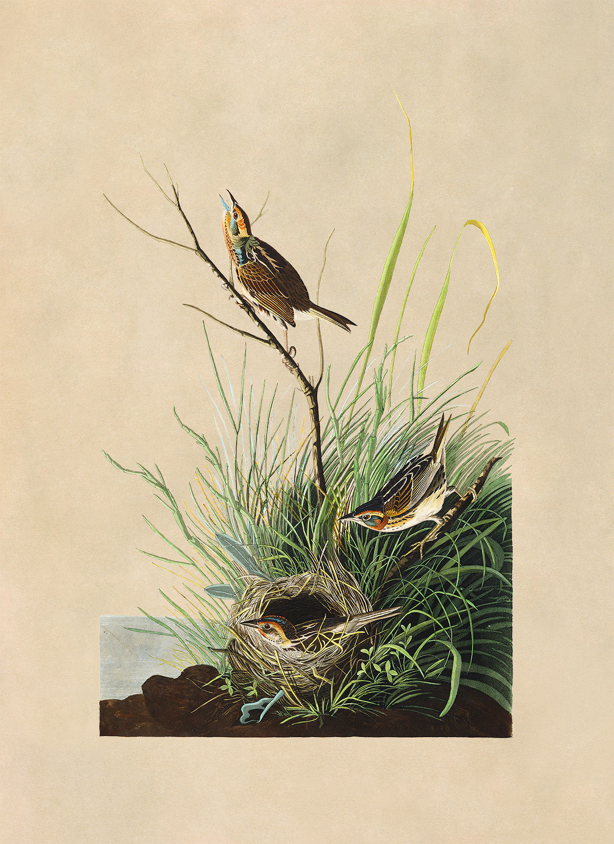 Saltmarsh Sparrow Bird Print, Vintage Style Audubon Birds Of America Illustration, AOB149