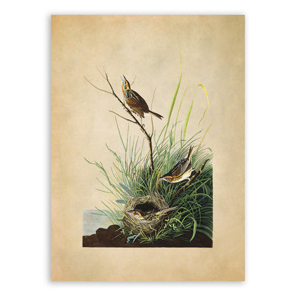 Saltmarsh Sparrow Bird Print, Vintage Style Audubon Birds Of America Illustration, AOB149