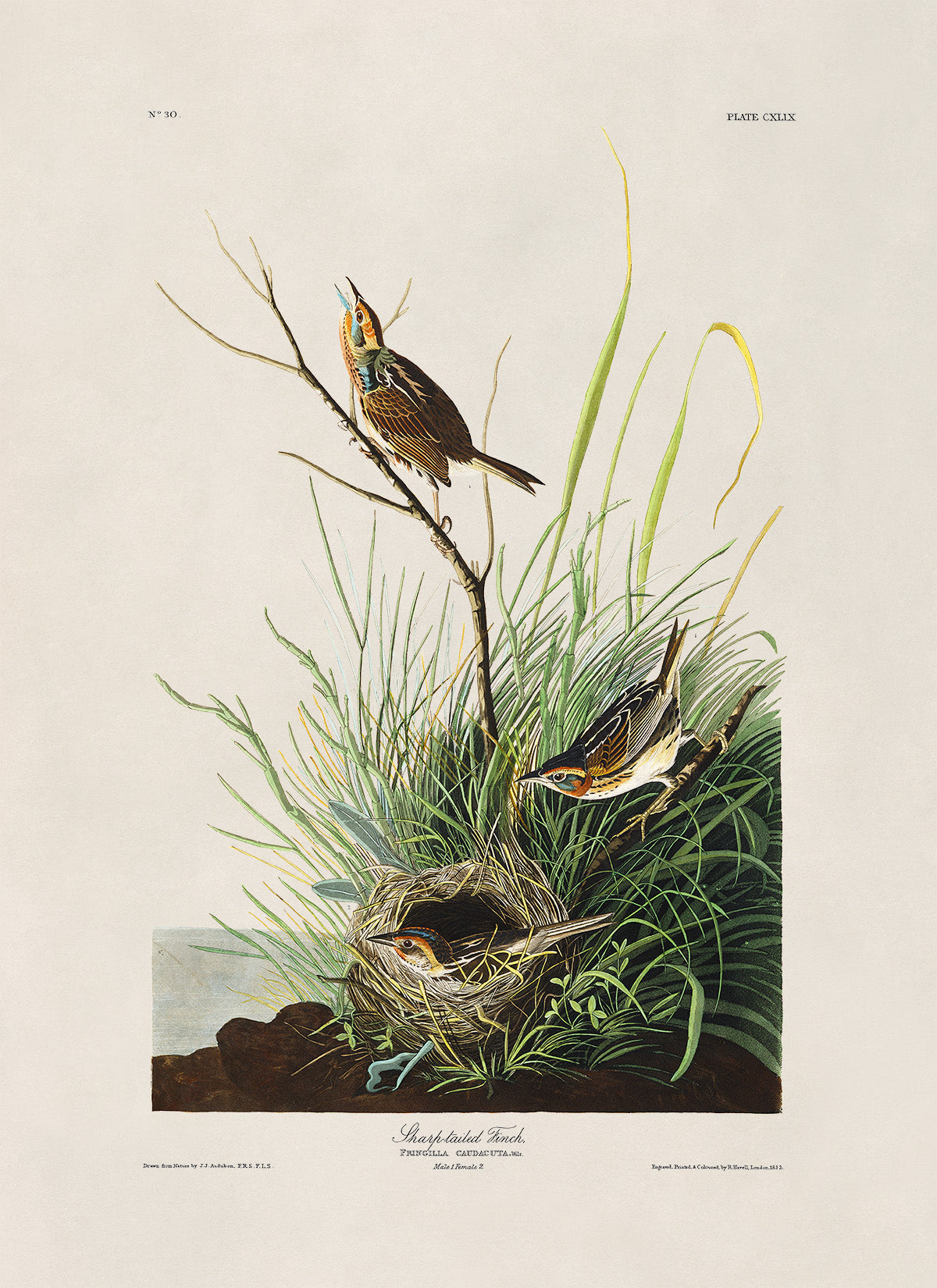 Saltmarsh Sparrow Bird Print, Vintage Style Audubon Birds Of America Illustration, AOB149