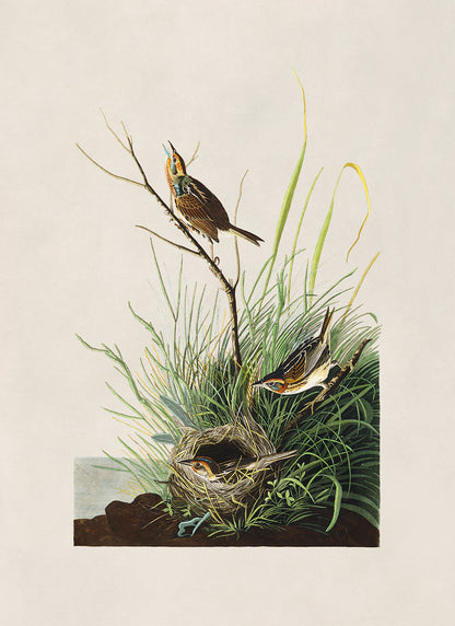 Saltmarsh Sparrow Bird Print, Vintage Style Audubon Birds Of America Illustration, AOB149