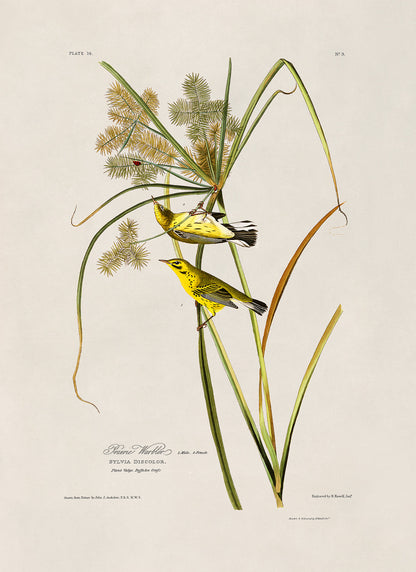 Palm Warbler Bird Print, Vintage Style Audubon Birds Of America Illustration, AOB14