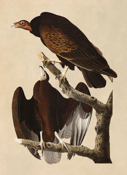 Turkey Vulture Bird Print, Vintage Style Audubon Birds Of America Illustration, AOB151