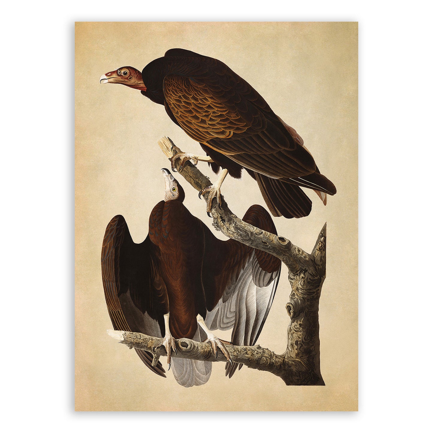 Turkey Vulture Bird Print, Vintage Style Audubon Birds Of America Illustration, AOB151