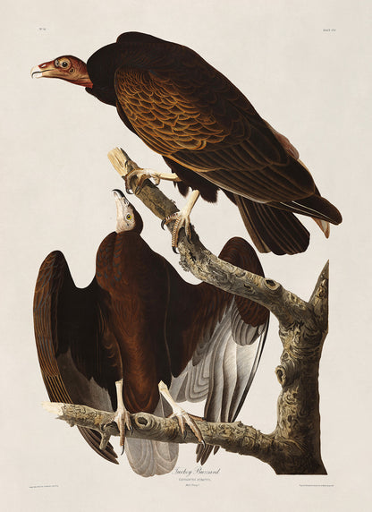 Turkey Vulture Bird Print, Vintage Style Audubon Birds Of America Illustration, AOB151