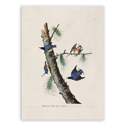 White Breasted Nuthatch Bird Print, Vintage Style Audubon Birds Of America Illustration, AOB152