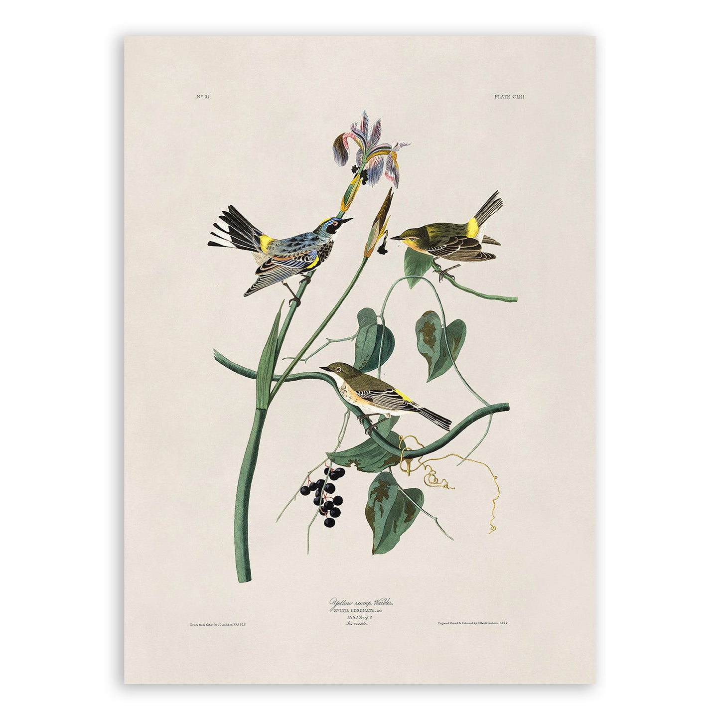 Yellow Rumped Warbler Bird Print, Vintage Style Audubon Birds Of America Illustration, AOB153