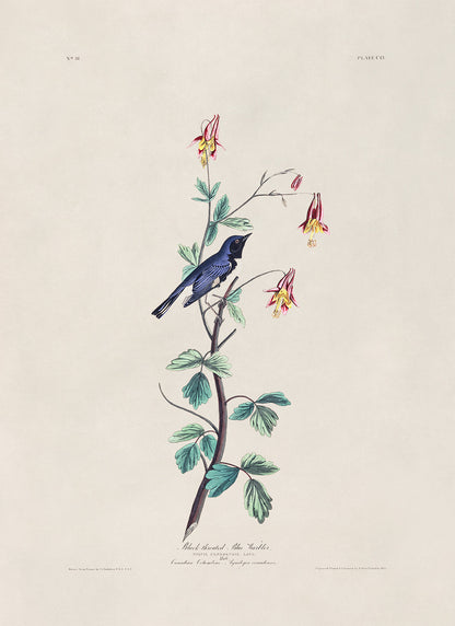 Black Throated Blue Warbler Bird Print, Vintage Style Audubon Birds Of America Illustration, AOB155