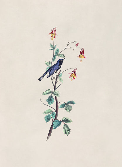 Black Throated Blue Warbler Bird Print, Vintage Style Audubon Birds Of America Illustration, AOB155