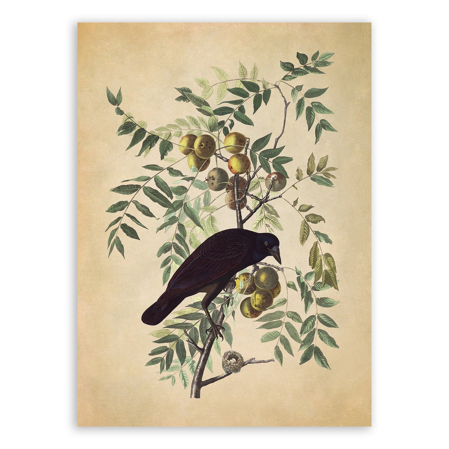 American Crow Bird Print, Vintage Style Audubon Birds Of America Illustration, AOB156