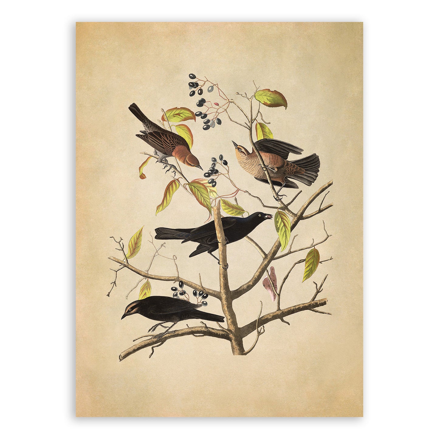 Rusty Blackbird Print, Vintage Style Audubon Birds Of America Illustration, AOB157