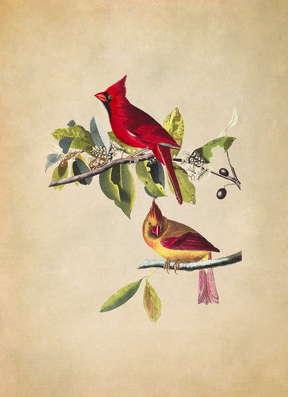 Northern Red Cardinal Bird Print, Vintage Style Audubon Birds Of America Illustration, AOB159