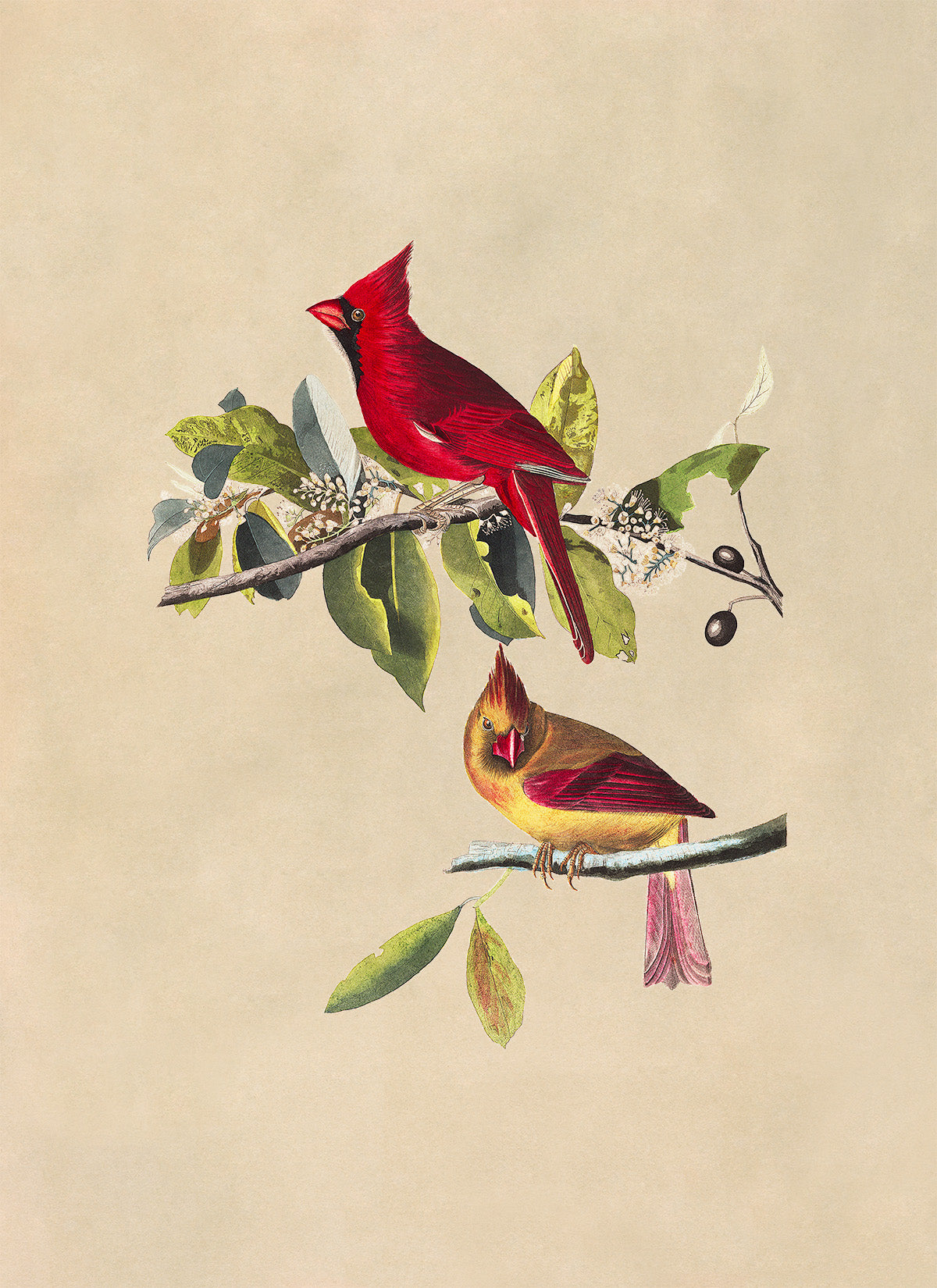 Northern Red Cardinal Bird Print, Vintage Style Audubon Birds Of America Illustration, AOB159