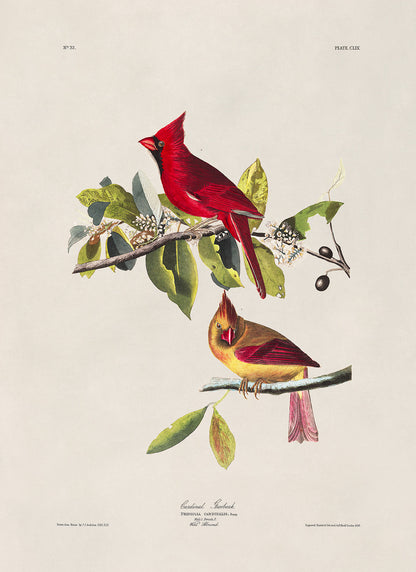 Northern Red Cardinal Bird Print, Vintage Style Audubon Birds Of America Illustration, AOB159