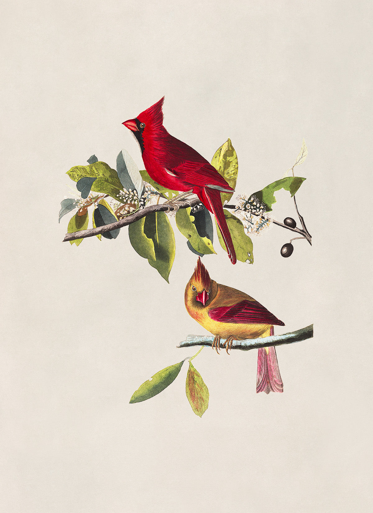 Northern Red Cardinal Bird Print, Vintage Style Audubon Birds Of America Illustration, AOB159