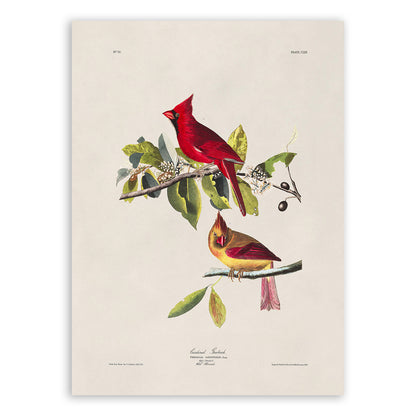 Northern Red Cardinal Bird Print, Vintage Style Audubon Birds Of America Illustration, AOB159