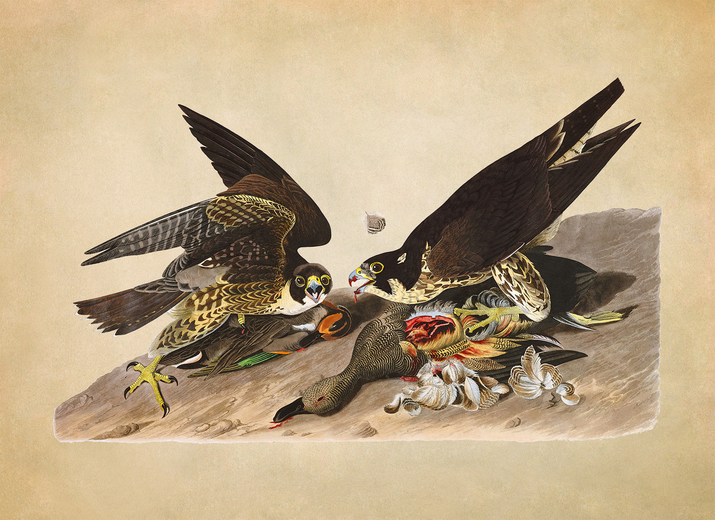 Peregrine Falcon Bird Print, Vintage Style Audubon Birds Of America Illustration, AOB16