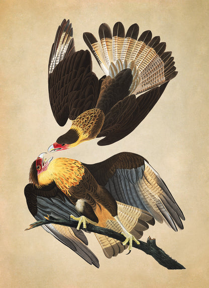 Crested Caracara Bird Print, Vintage Style Audubon Birds Of America Illustration, AOB161