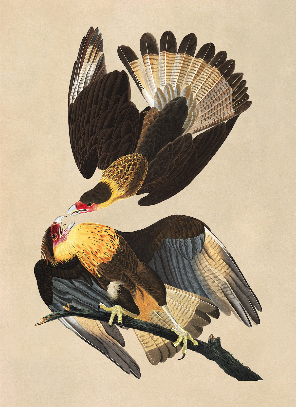 Crested Caracara Bird Print, Vintage Style Audubon Birds Of America Illustration, AOB161