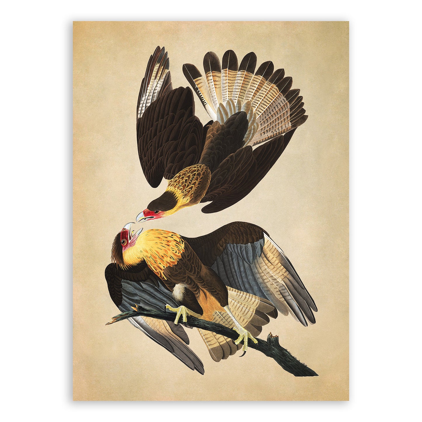 Crested Caracara Bird Print, Vintage Style Audubon Birds Of America Illustration, AOB161